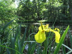 SX06305 Yellow Iris (Iris pseudacorus).jpg